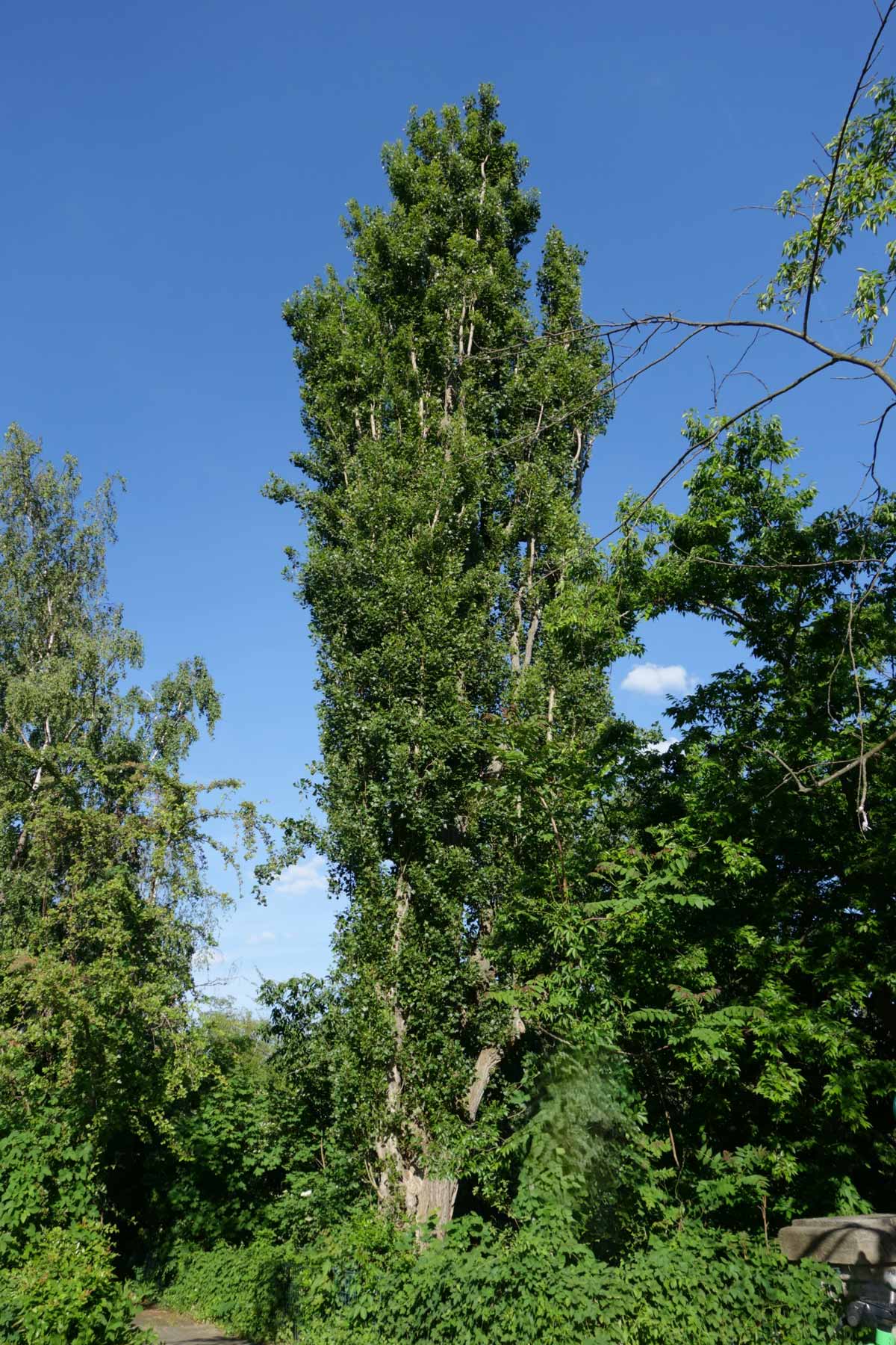 Italienische Säulen-Pappel – Sommer