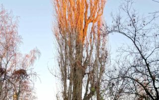 Italienische Säulen-Pappel – Winter