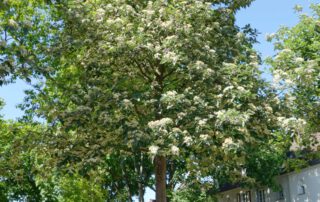 Schwedische Mehlbeere