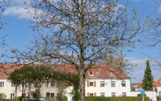 Schwedische Mehlbeere