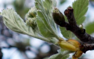 Schwedische Mehlbeere