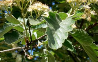 Schwedische Mehlbeere