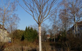 Japanische Zierkirsche – Winter