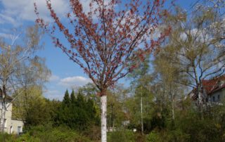 Japanische Zierkirsche – Frühjahr