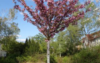 Japanische Zierkirsche – Frühling