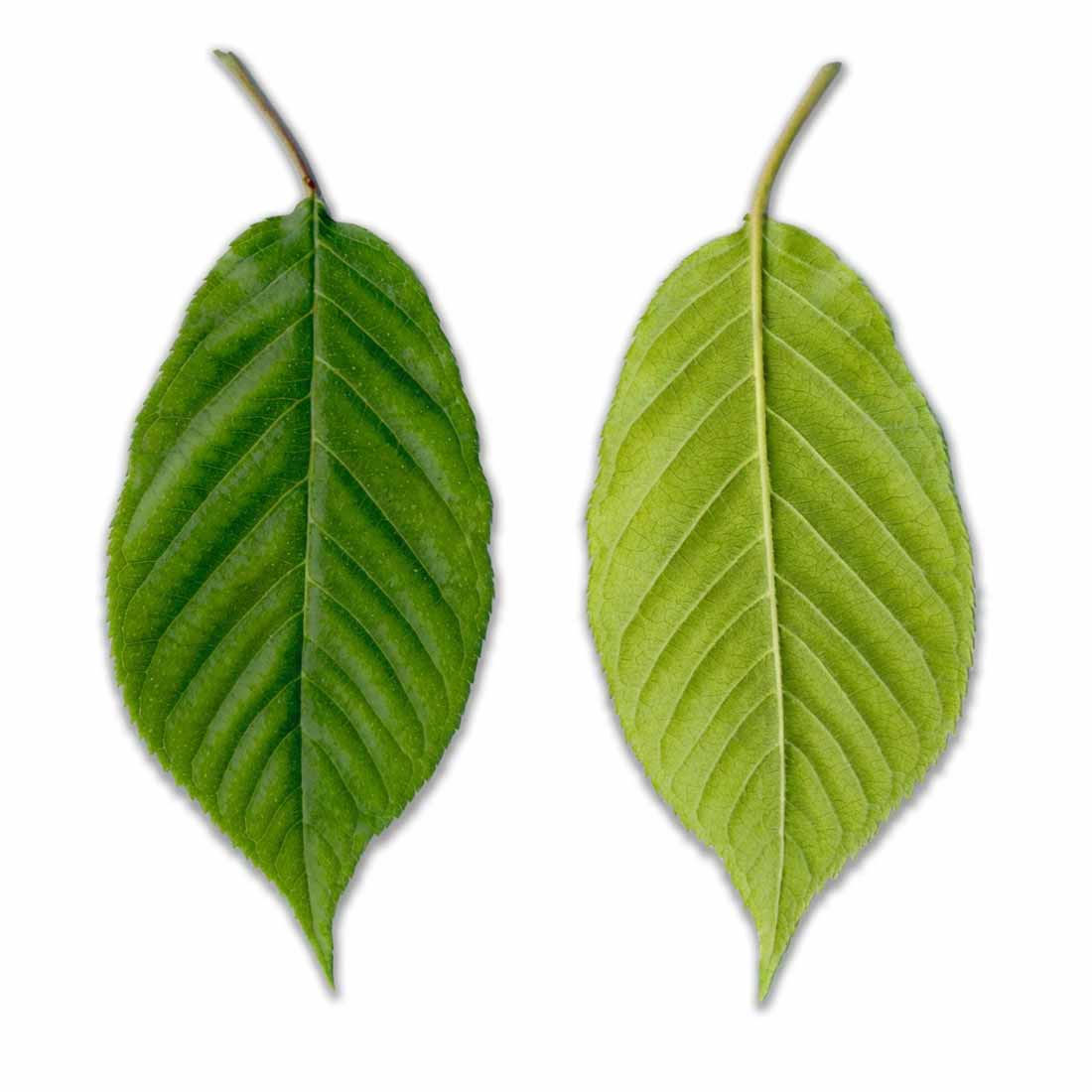 Laubblatt / Blattoberseite und Blattunterseiteder japanischen Zierkirsche