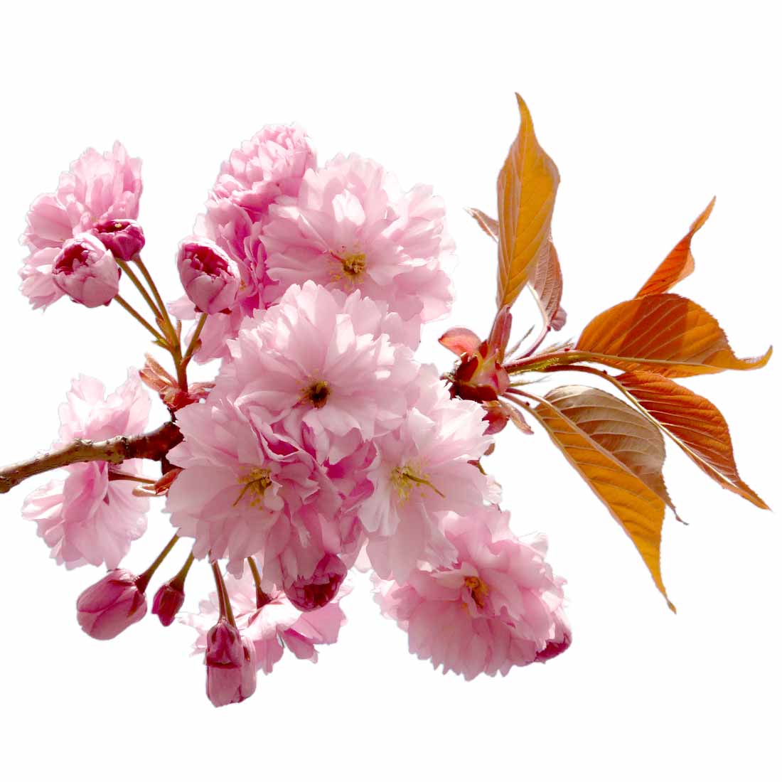 Blütenstand mit gefüllten Blüten der japanischen Zierkirsche