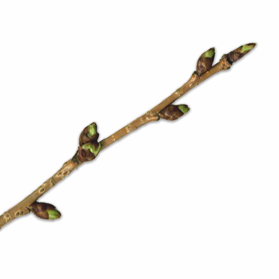 Zweig mit austreibenden Knospen der japanischen Zierkirsche