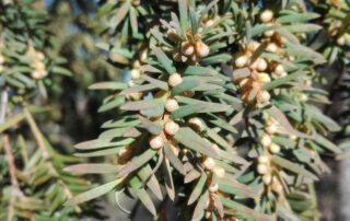 Zweig der Eibe mit immergrünen Nadeln und zahlreichen männlichen Pollenzapfen, die im Frühjahr Pollen freisetzen.