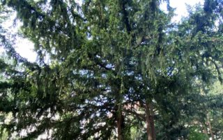 Zwei Eiben am Wegesrand