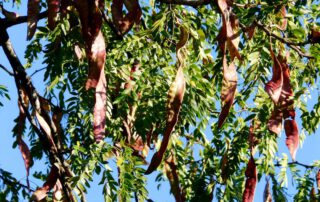 Gleditschie Inermis – Hängende Hülsenfrüchte