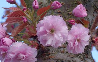 Japanische Zierkirsche – Blüte und Stamm