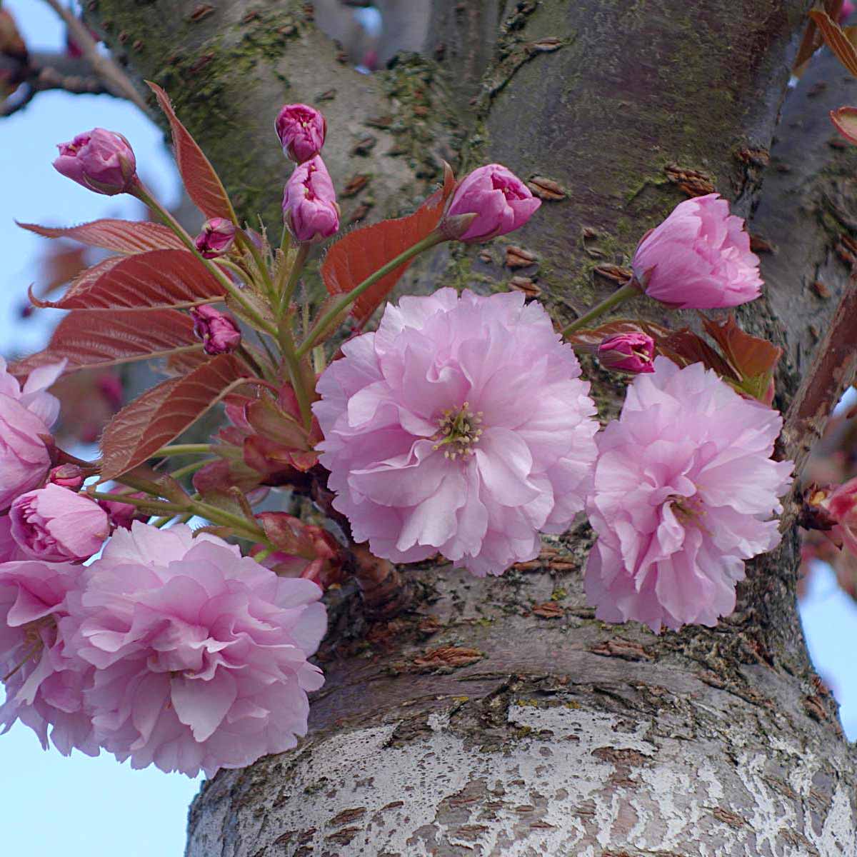 Japanische Zierkirsche – Blüte und Stamm
