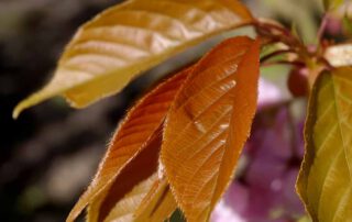 Japanische Zierkirsche – Erste Blätter im Frühjahr