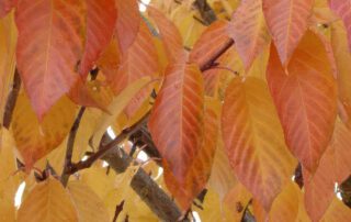 Japanische Zierkirsche – Herbstliche Laubfärbung