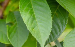 Japanische Zierkirsche – Sommerlaub