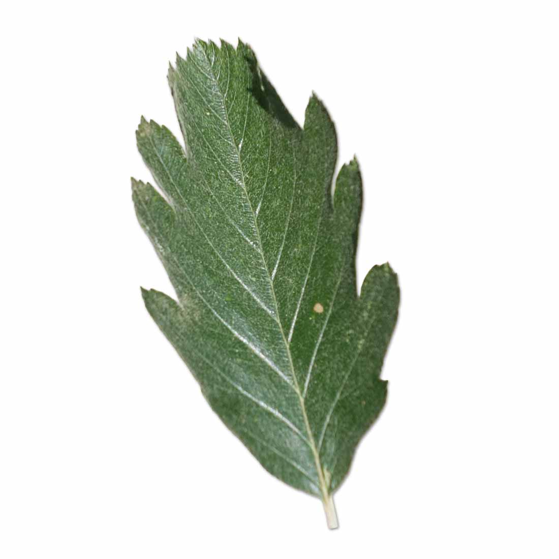 Laubblatt der Mehlbeere