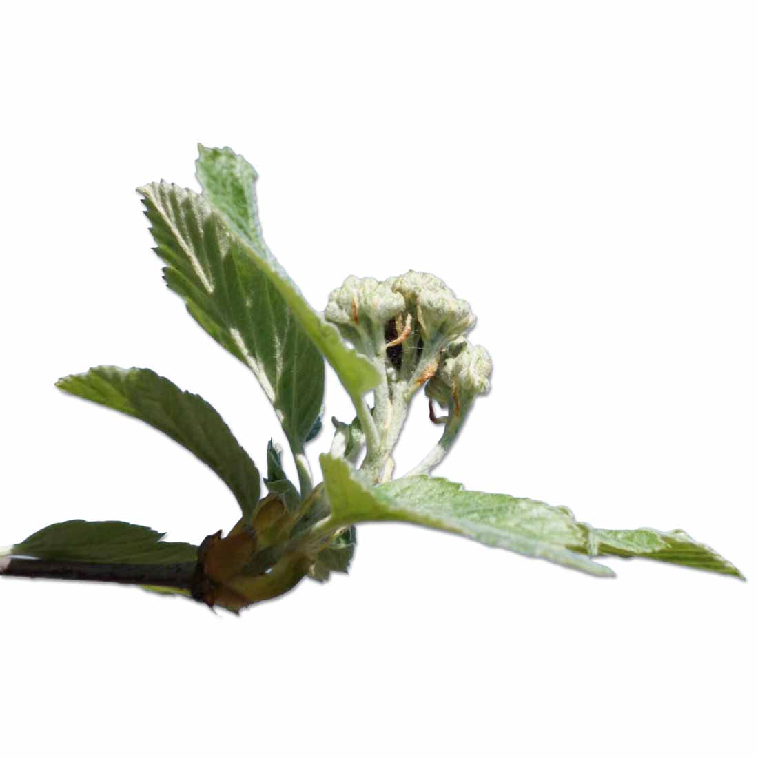 Blütenstandsstiel der Mehlbeere mit jungem Fruchtknoten