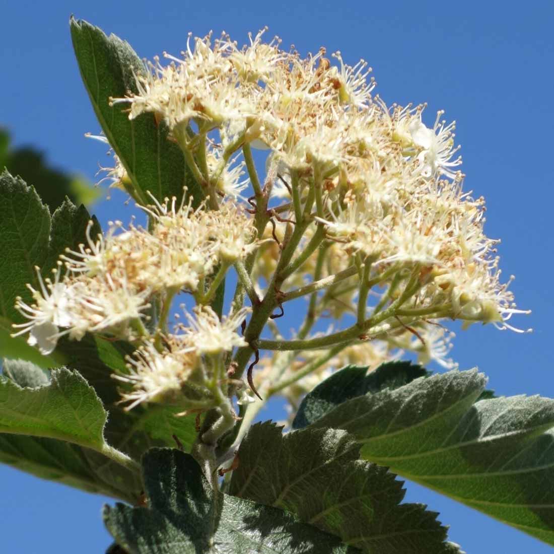 Dichter Blütenstand (Trugdolde) der Mehlbeere