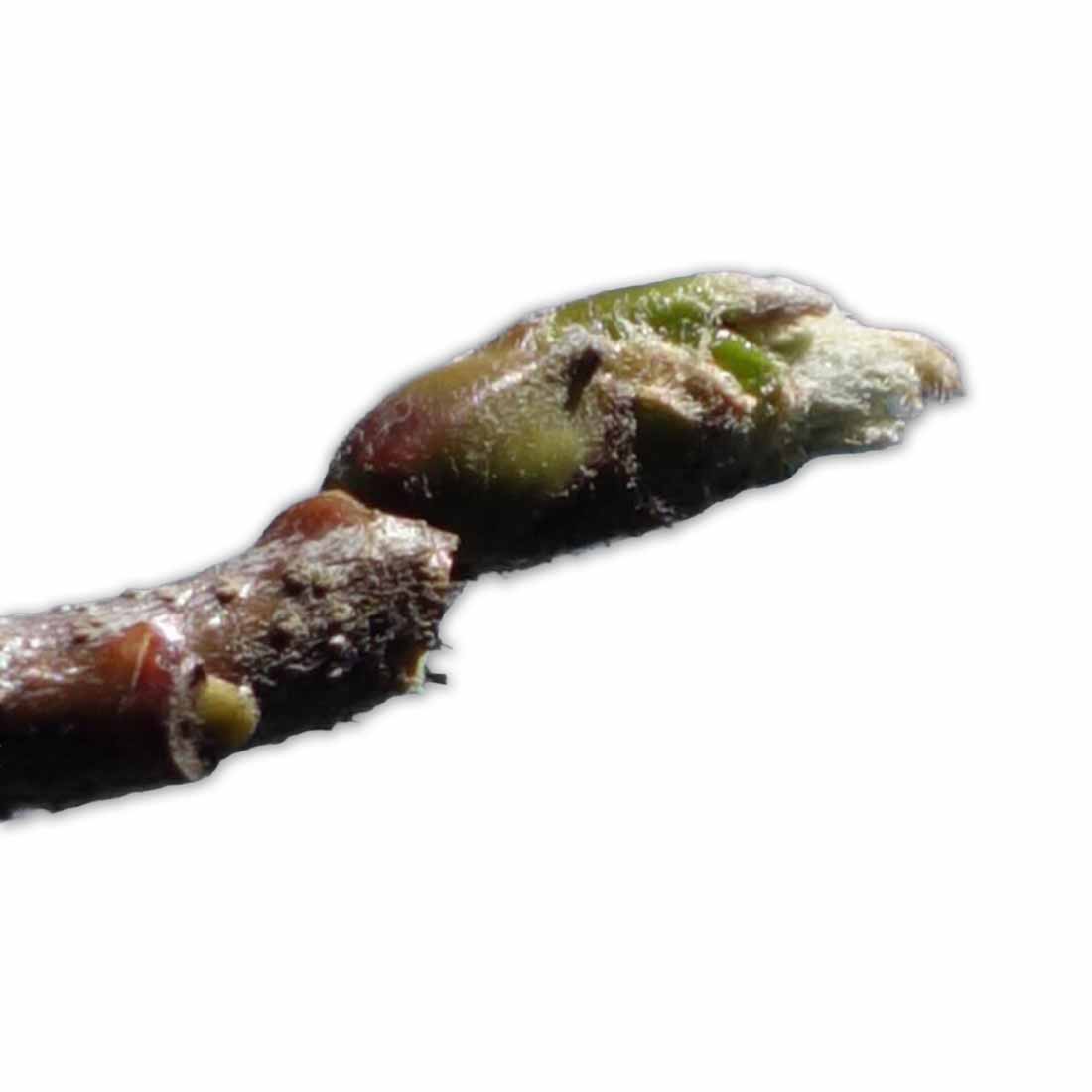 Blattknospe der Mehlbeere