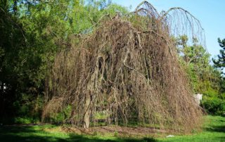 Haenge-Buche im Frühling