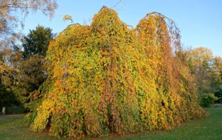 Haenge-Buche im Herbst