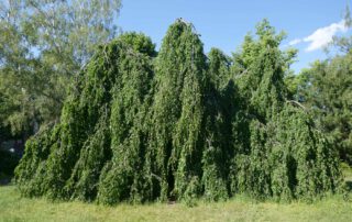 Haenge-Buche im Sommer