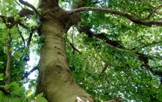 Unterhalb einer Hänge-Buche – Stamm