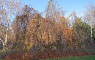 Haenge-Buche im Winter